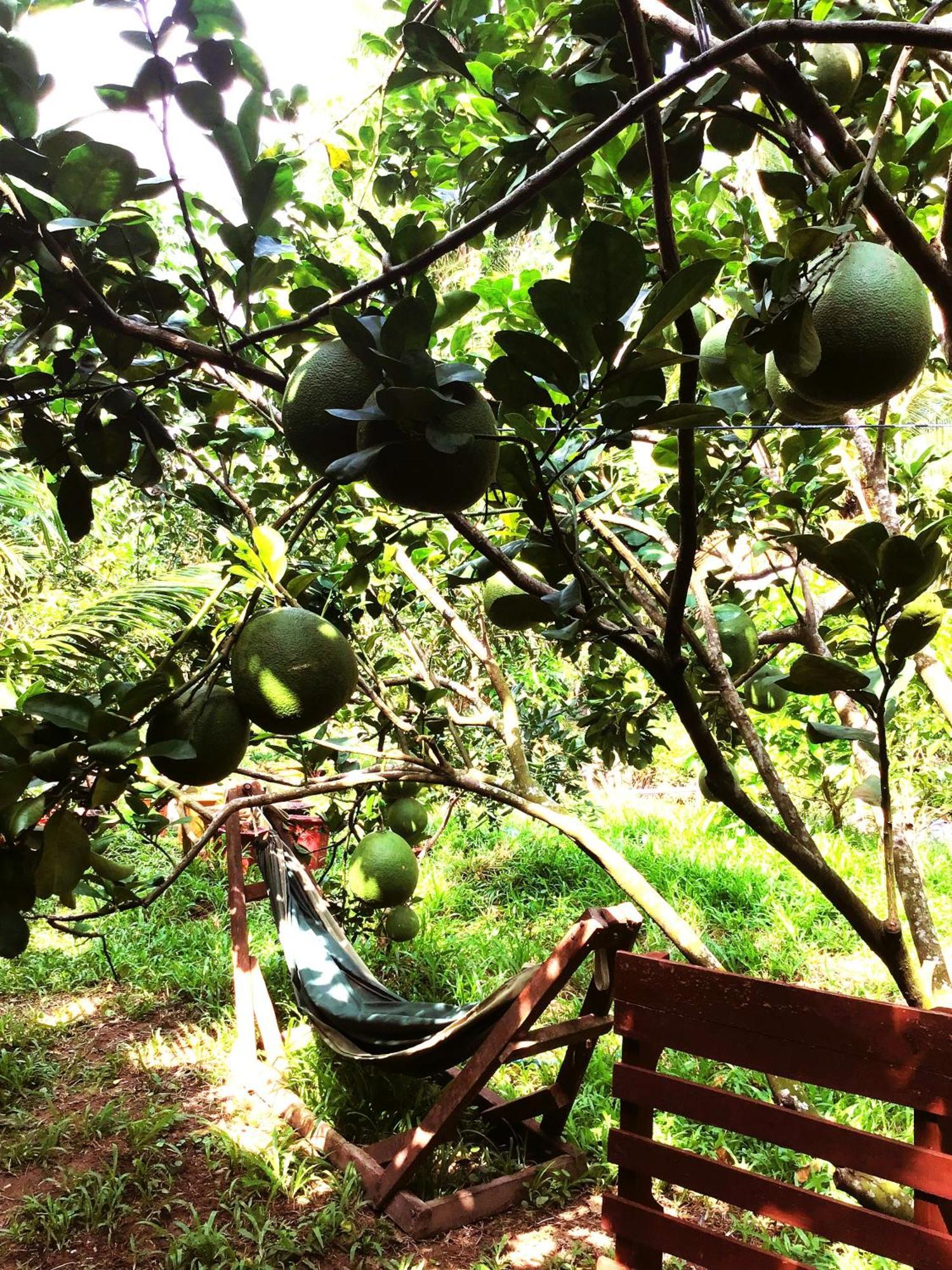 Ben Tre Farm Stay Exteriör bild