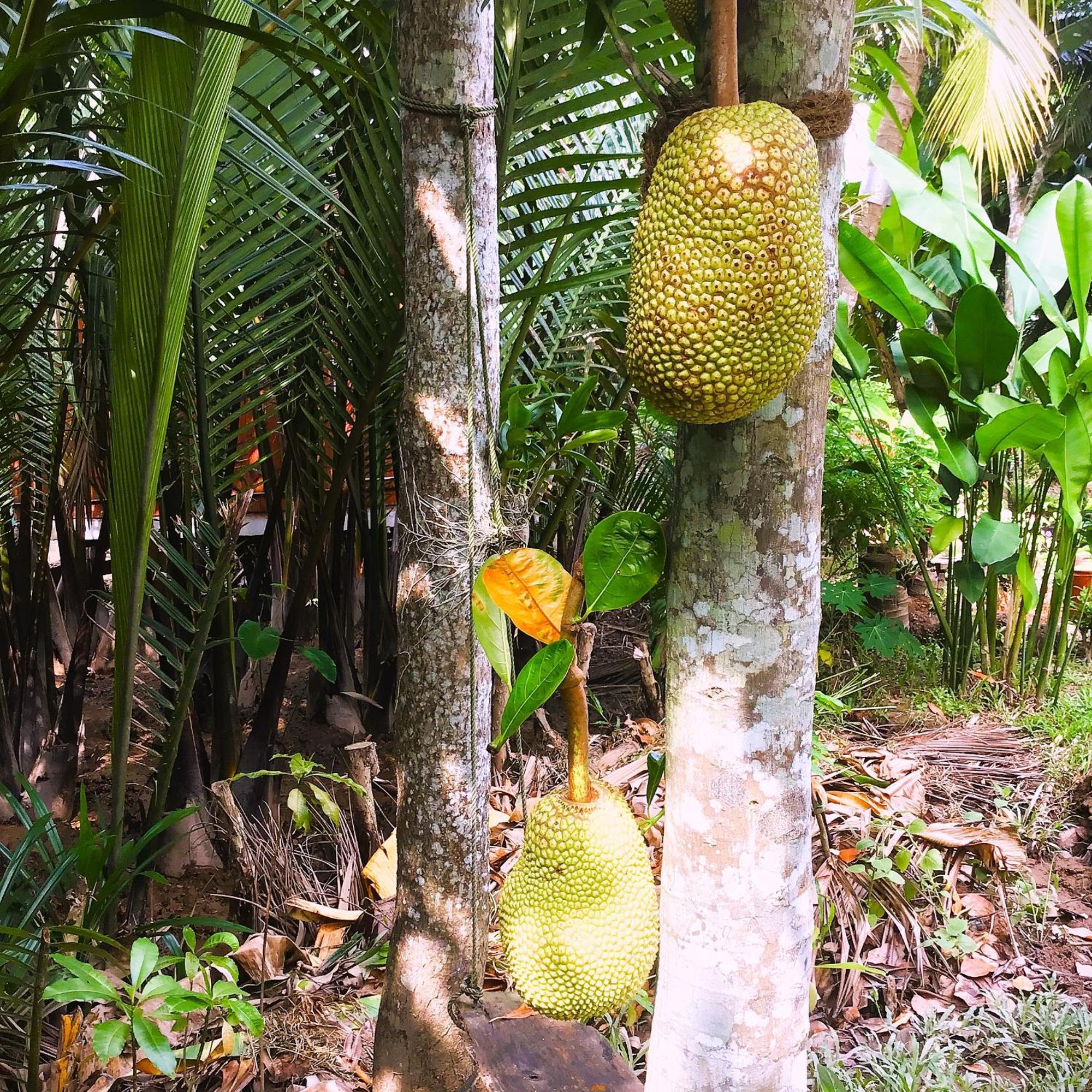 Ben Tre Farm Stay Exteriör bild